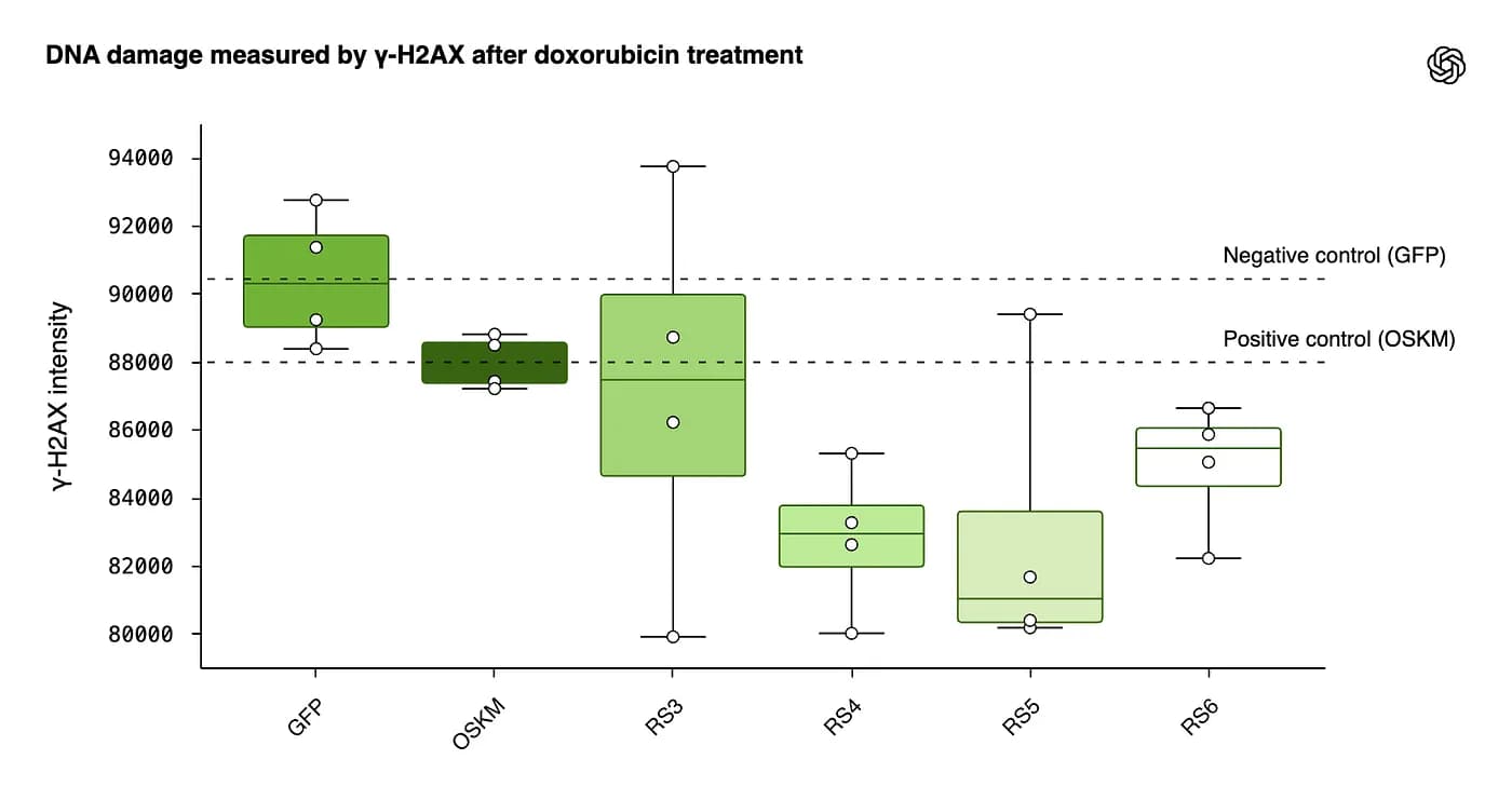 Изображение показывает результаты после тестирования контрольного белка, естественных белков (факторы OSKM) и белков RetroSOX/KLF с препаратом под названием доксорубицин, который повреждает ДНК. Яркий цвет указывает на то, что остается больше повреждений ДНК, а светлый цвет показывает меньше повреждений и лучшее восстановление.